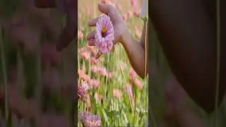 Unbelievable Flower Facts That Will Leave You Speechless! #shorts