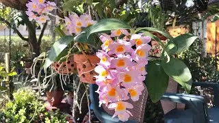 #GVOS2020  Dendrobium farmeri (Pink)
