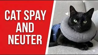 Spaying a Cat: What Really Happens (An Owner’s Story)