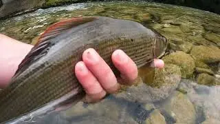 Fly fishing Kupa Brod na Kupi 2024 HD