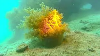 Diving in Nha Trang---Dam Bay