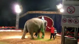 Silas auf dem Elefant , Circo Berlin , Zirkus Berlin , Circo Aleman
