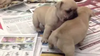 Filhotes Bulldog Franc&ecirc;s