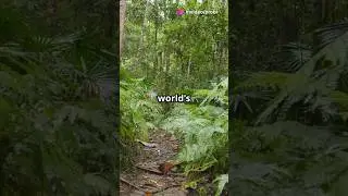 Surviving the World's Most Dangerous Plant!☘️#dangerous#plants#facts#didyouknow