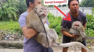 Monyet terbesar di Indonesia! suaranya menggelegar tapi penyayang!