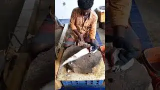 Milk shark fish cutting