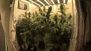 week 7 of flower Cheese and Special Queen 1 from Royal Queen Seeds