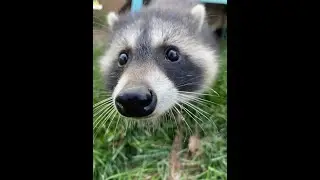 What Was It Like Raising Baby Raccoons?