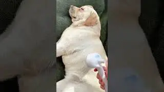 Grooming Without The Fight?