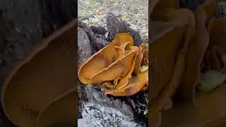 Beautiful Jack O'lantern Mushrooms #wildmushrooms #california #nature