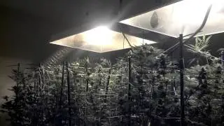 Ommp Grow Day 35 HD
