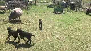 Three lambs jumping