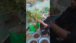 Short 42Repotting Vinca& Motivation Quotes👍