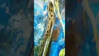 alligator gar #alligatorgar #predatorfish #monsterfish @pets tech