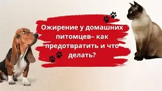 Собаки и кошки избыточный вес. Причины ожирения и что делать. Obesity in Dogs and Cats.