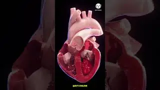 Animation 3D du Flux Sanguin du C&oelig;ur : Circulation Cardiaque Expliqu&eacute;e #m&eacute;decine #c&oelig;ur #heart