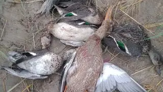 very long shot 😍shawlar amazing shot 🦆🦆🦆