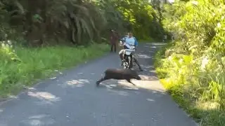 PERBURUAN BABI HUTAN DI AMBALAU PADANG SAGO