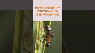 How to recognize Formica rufa_sneak peeks of our film Everything you want to know about Formica rufa