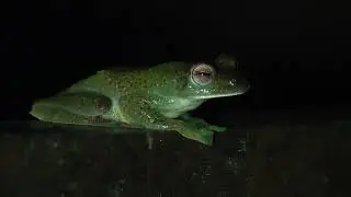 Rhacophorus prominanus (Malayan Flying Frog) - In-situ at Fraser's Hill, Malaysia