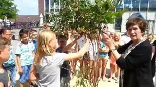 Basisscholen gemeente Goirle krijgen vlinderstruik