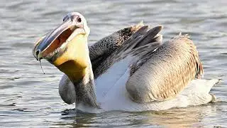Great white Pelican (Pelecanus onocrotalus) - &Rho;&omicron;&delta;&omicron;&pi;&epsilon;&lambda;&epsilon;&kappa;ά&nu;&omicron;&sigmaf;