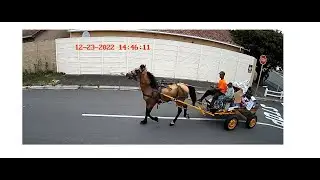 Horse and cart making a visit to Enza Circle, Leonardo Village, Bothasig...