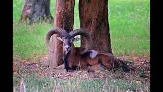Mouflons Photography by Kikkia Jackson