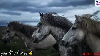 HORES VIDEO | HORSE VIDEO FOR KIDS | WITH BACKGROUND MUSIC | 2020.