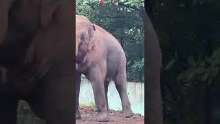 Indore zoo dancing elephant#zoo#animals#indore#dance