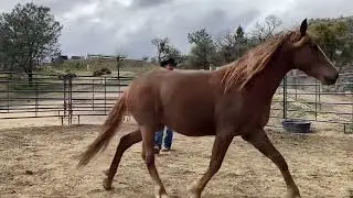Gentling a Wild Mustang
