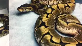 Upgrade reptile scan