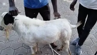 Easter goat harvest