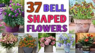37 Best Bell Shaped Flower Plants | Bell Shaped Flowering Plant Types | Plant and Planting