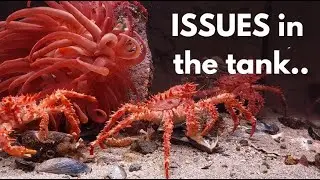 ANEMONE and HERMIT ISSUES in the 1000l cold water tank!