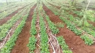 Ground nut growing in Malawi