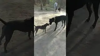 greatdane attack on pitbull ||#pitbull#dogs #pitbulldogvideos#dogvlogs #dogssocialization #dogfight