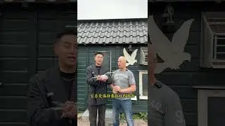[Крупный аукцион: Вечная звезда] Блестящий дебют Зильверта! Кто станет владельцем лучшего голланд...