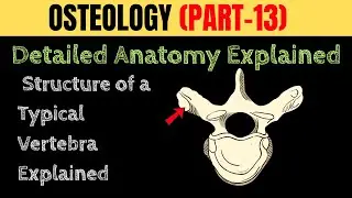 🦴 Structure of a Typical Vertebra Explained 🔥 | OSTEOLOGY PART &ndash; 13 | Veterinary Anatomy 📚✨