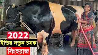 2022 ঈদে সংগ্রামী নারী উদ্যোক্তা ইতির সবচেয়ে বড় গরু সিংহরাজ দামসহ বিস্তারিত জানুন big cow price eity