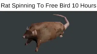 High Quality Spinning Rat 10 Hours