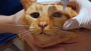 Wie Sie Ihrer Katze Augensalbe verabreichen k&ouml;nnen
