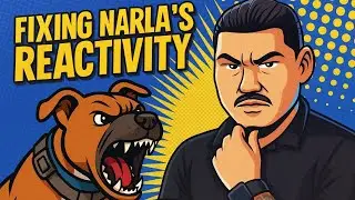 Fixing Dog Reactivity Around Other Dogs 🐾 | Narla&rsquo;s Training Transformation with Pup Club