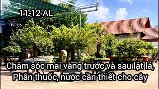 Chăm sóc mai vàng trước và sau lặt lá, phân thuốc, nước tưới cần thiết cho cây. 11-12 AL