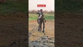 How to catch big Snakehead fish tips|Biggest snakehead fish #shorts #fishing #snakeheadfish