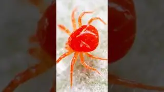 Это Красные ПАУТИННЫЕ Клещи Похожие на Пауков! #шортс