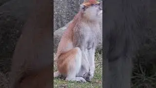 Common Patas Monkeys 🐒 Masters of Speed and Agility #patas #monkey #shorts