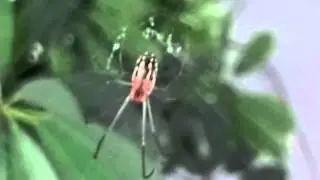 COLORFUL SPIDERS.  FLORIDA (H.D.)