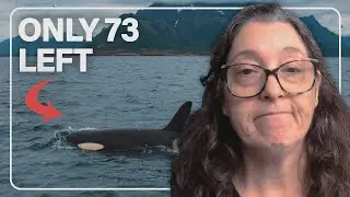 Authorities still ignoring 2019 Extinction Science from Raincoast Killer Whale Livestream