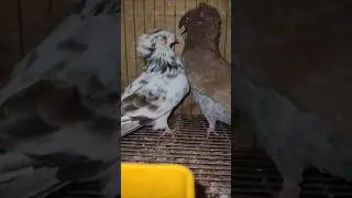 Franconian trumpeter pigeons.. #pigeon #fancypigeon #pigeoncollection #pigeonhobby #stressfree #pets